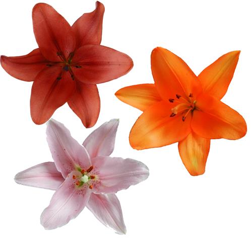 2/3 BLOOM LA LILY 30 PINK, 20 ORANGE AND 10 RED ASSORTED COLORS